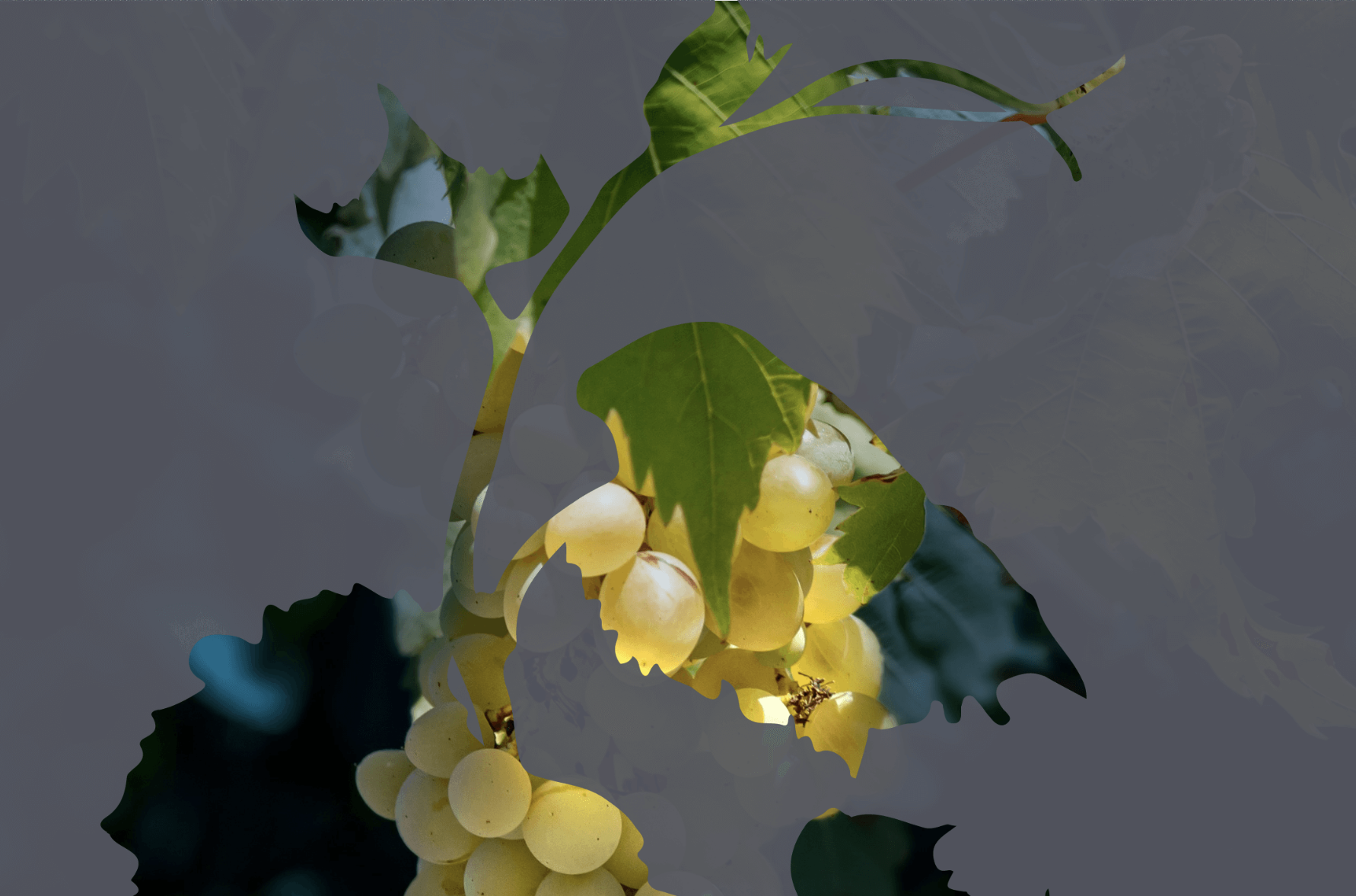 2024 Napa Valley