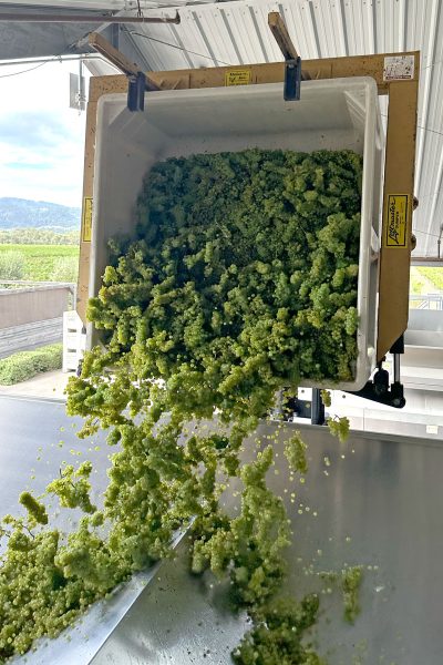 Crush of Chardonnay grapes at Round Pond Estate