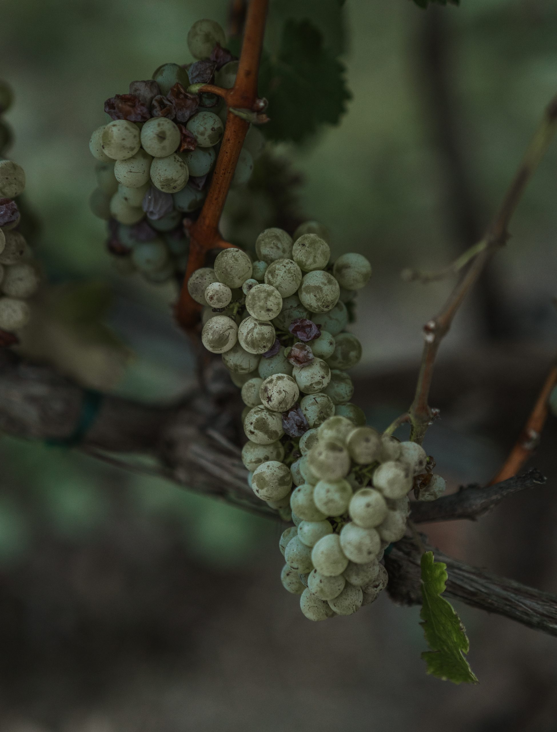 Grapes coming in at Ellman Family Vineyards