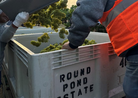 2025 White Wines Hit the Crush Pad in Napa Valley