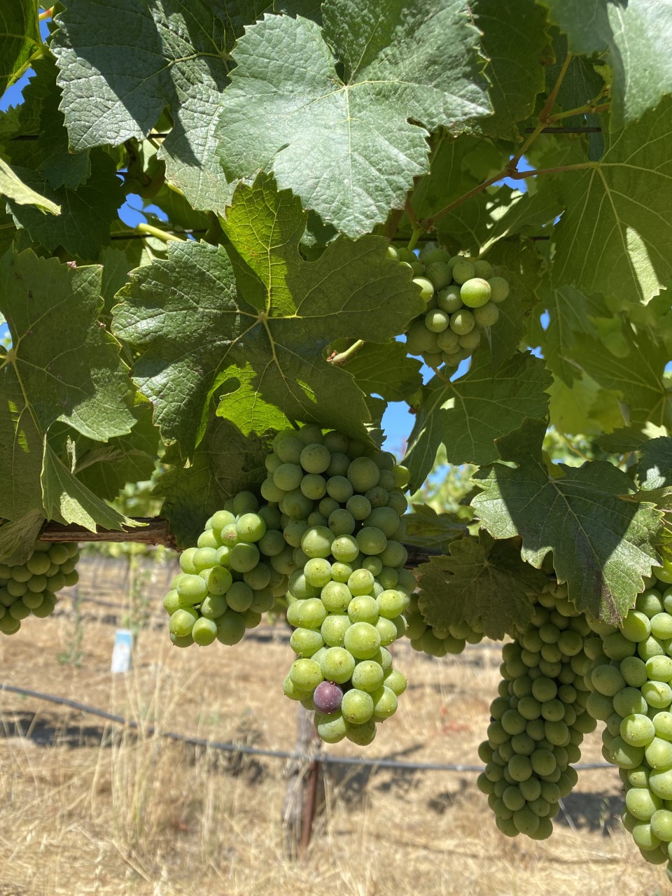 Veraison spotted at Hyde Estate in Carneros in South Napa Valley