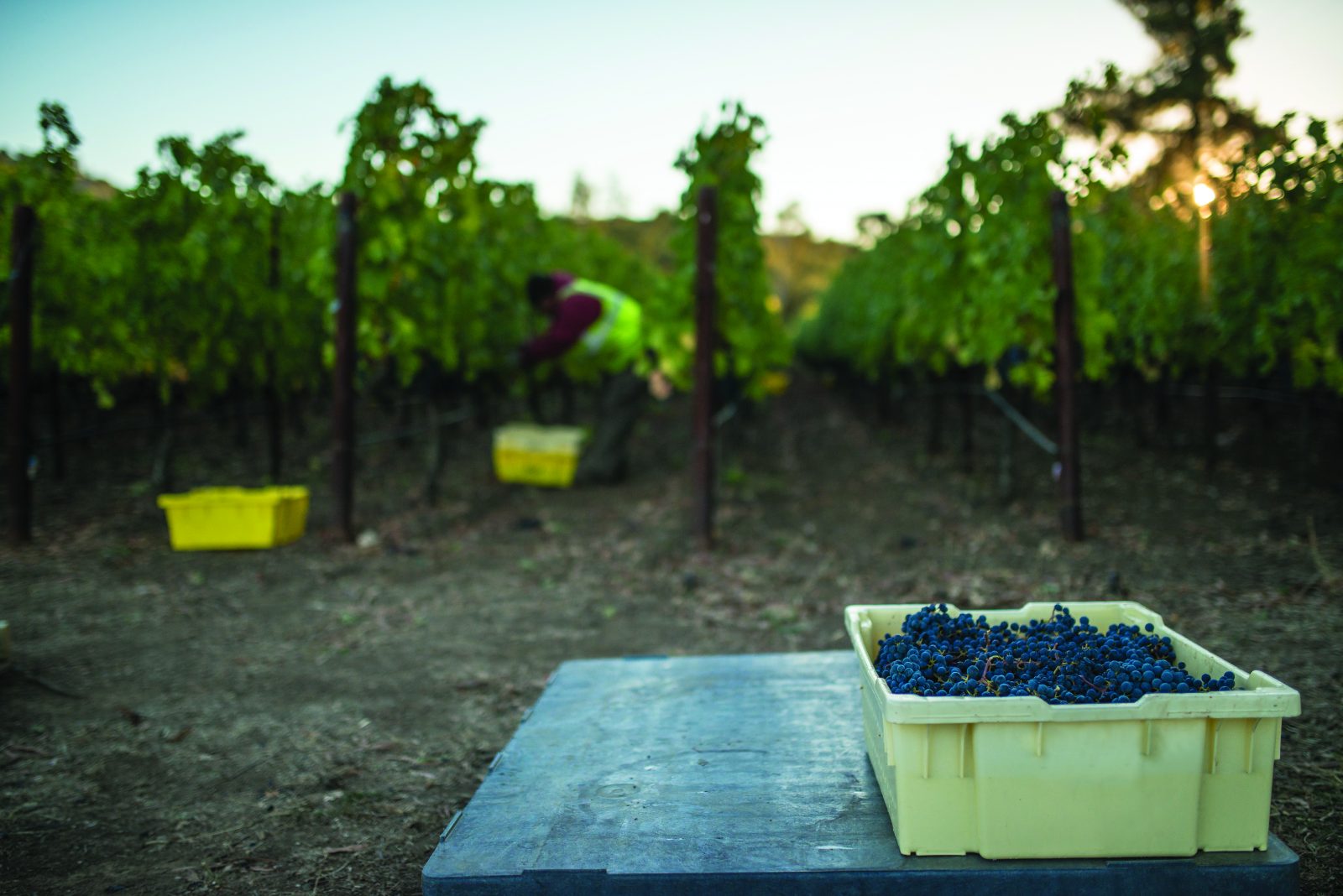 Mild October Days Make for Ideal Ripening of Reds Mild October Days Make for Ideal Ripening of Reds