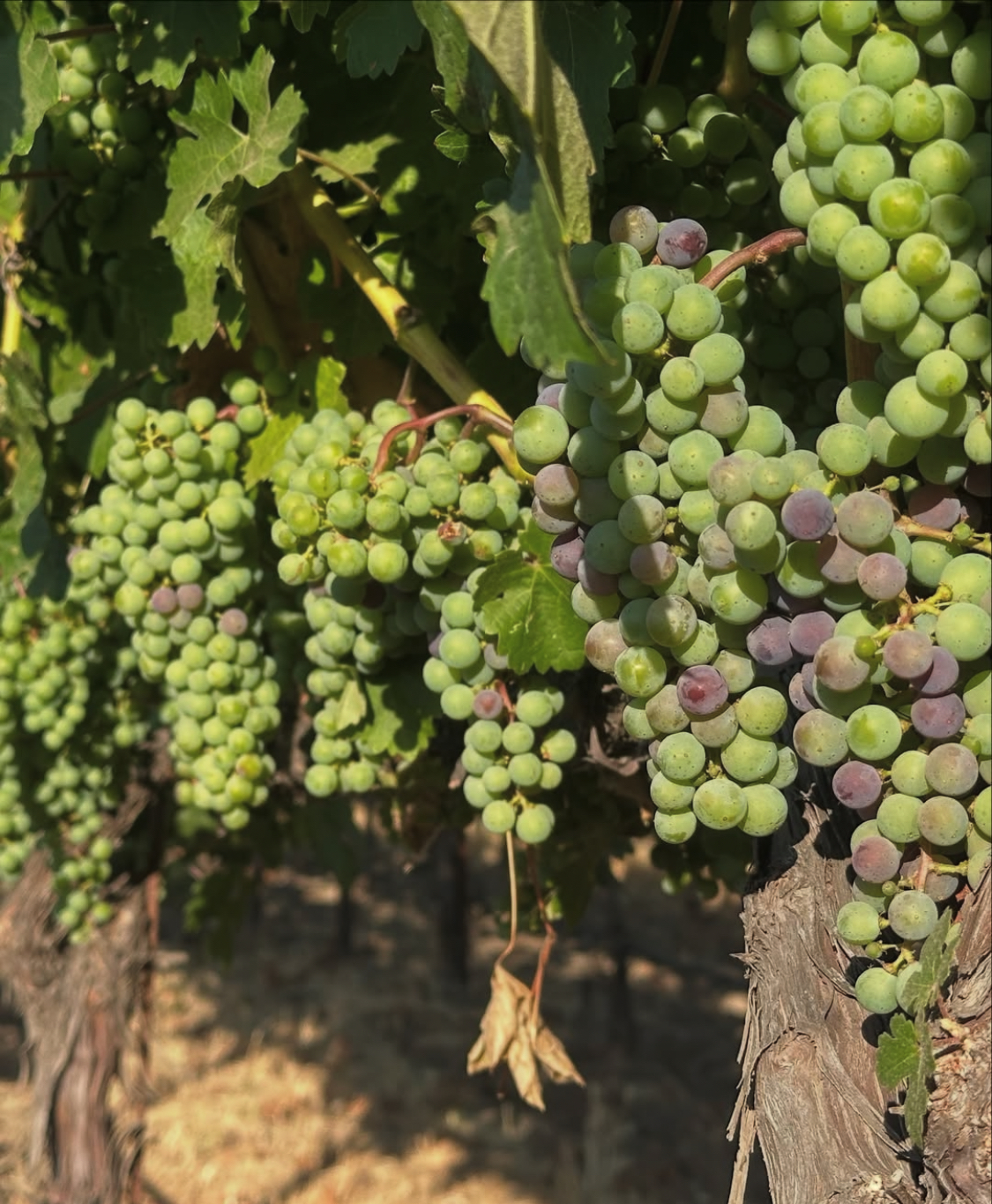 First Signs of Veraison are Here! First Signs of Veraison are Here!