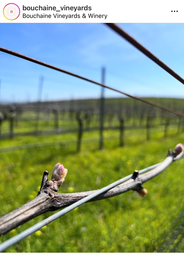 2019 Vintage the result of a perfect growing season 2019 Vintage the result of a perfect growing season