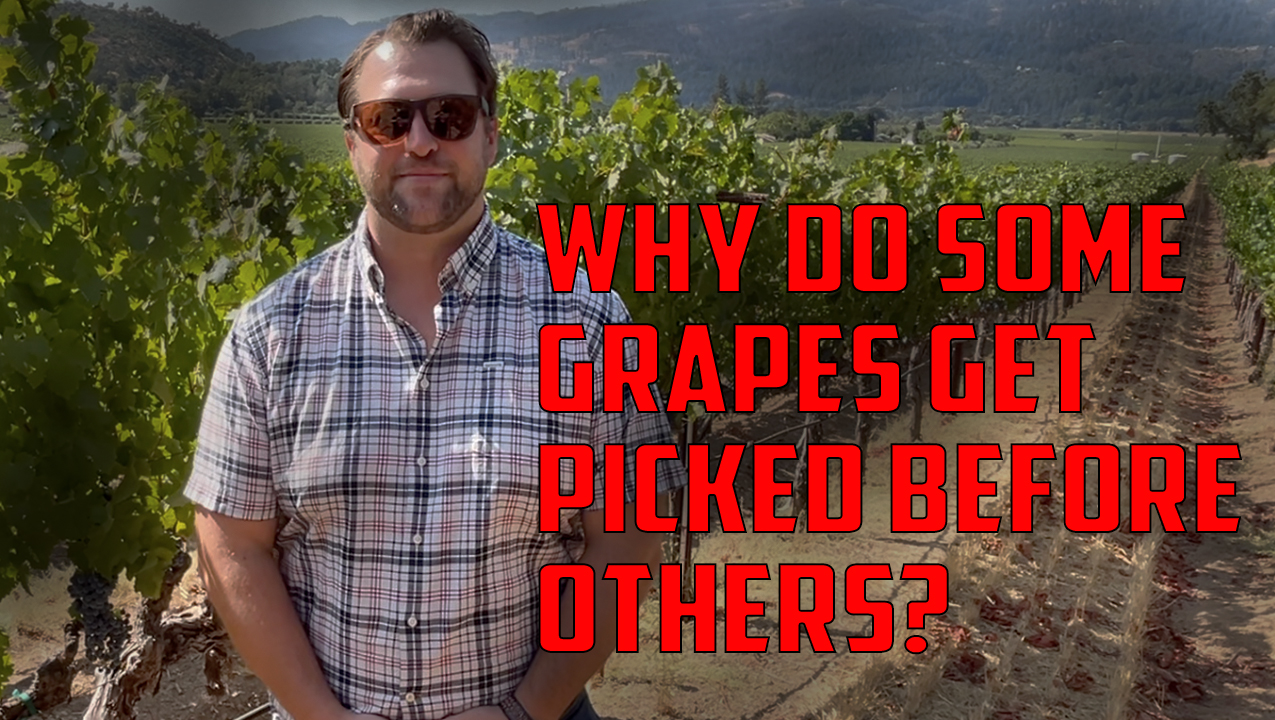 Chris from Kenefick Ranch Winery on #NapaValley #Harvest2024 Chris from Kenefick Ranch Winery on #NapaValley #Harvest2024