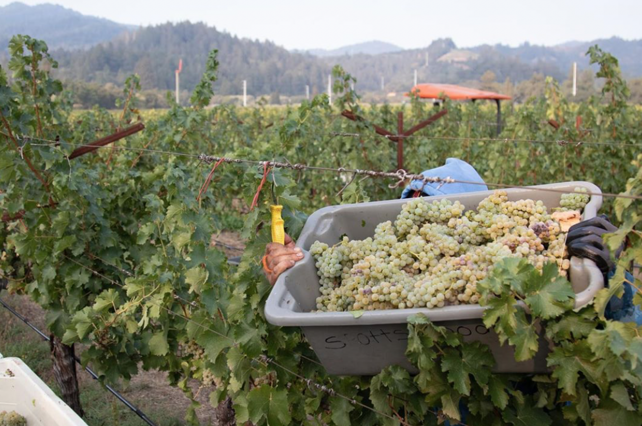 Harvest is moving forward in Napa Valley.