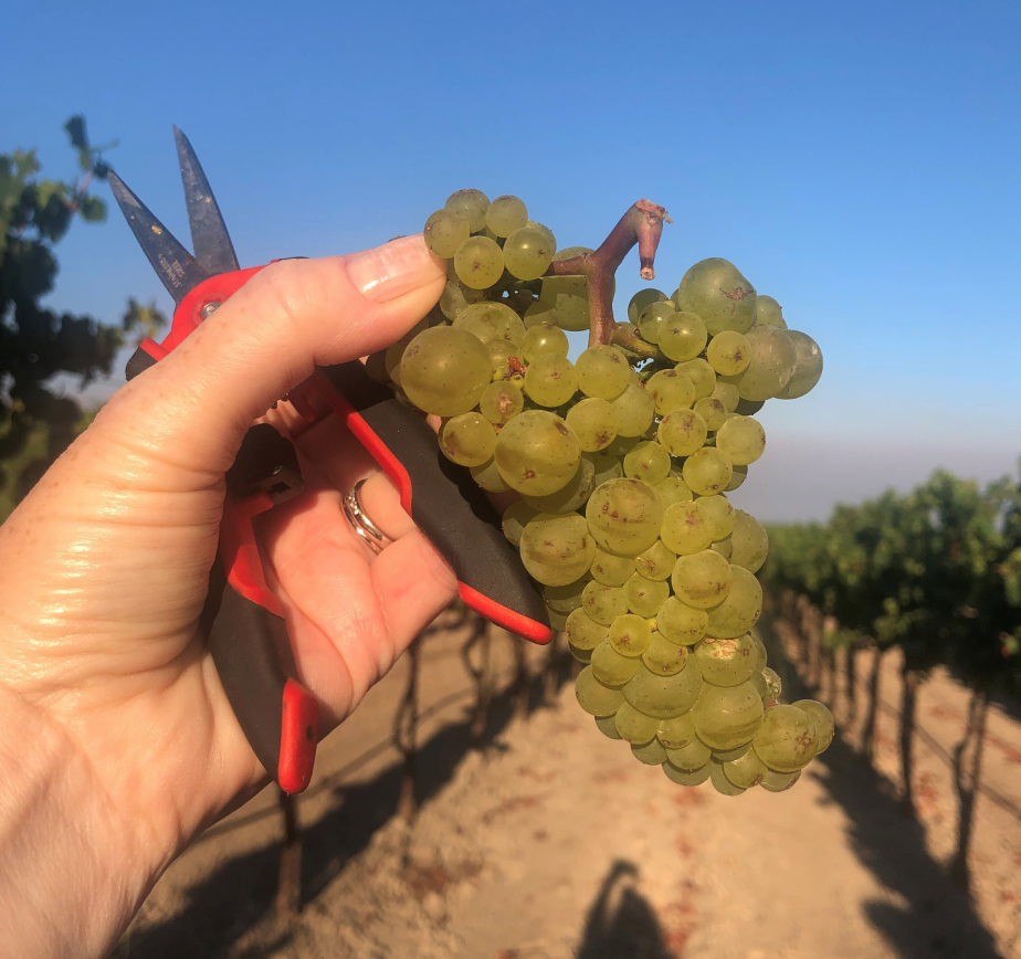 Harvest update from Bouchaine Vineyards in Carneros, Napa Valley