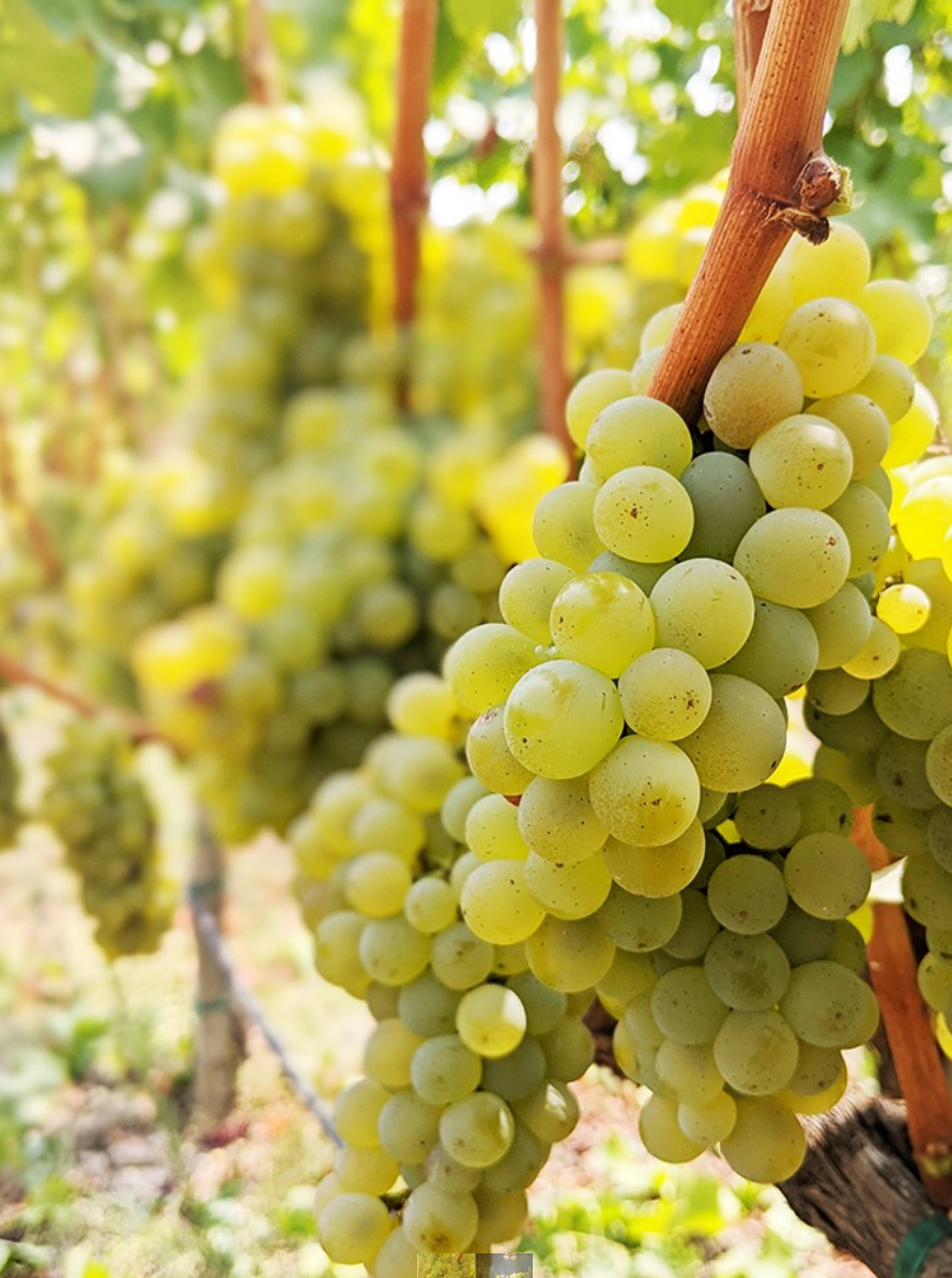 Sauvignon Blanc and Chardonnay coming in at Signorello Estate