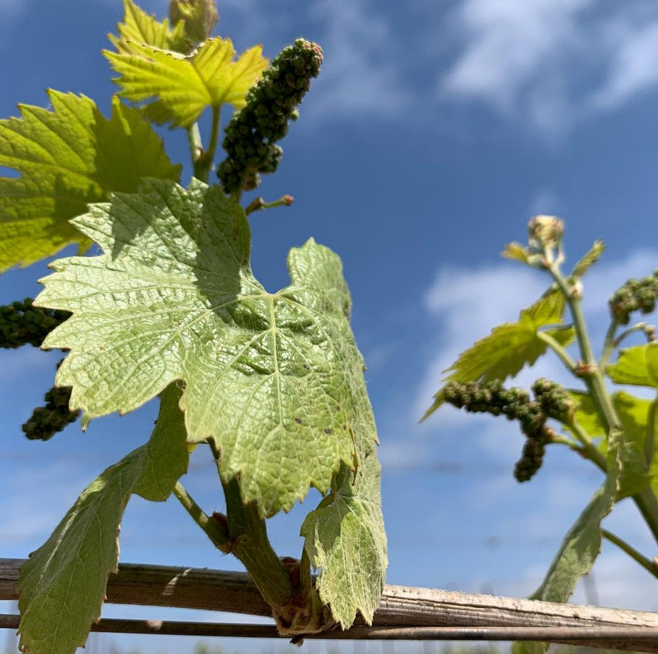 Carneros 2021 vintage - bud shot