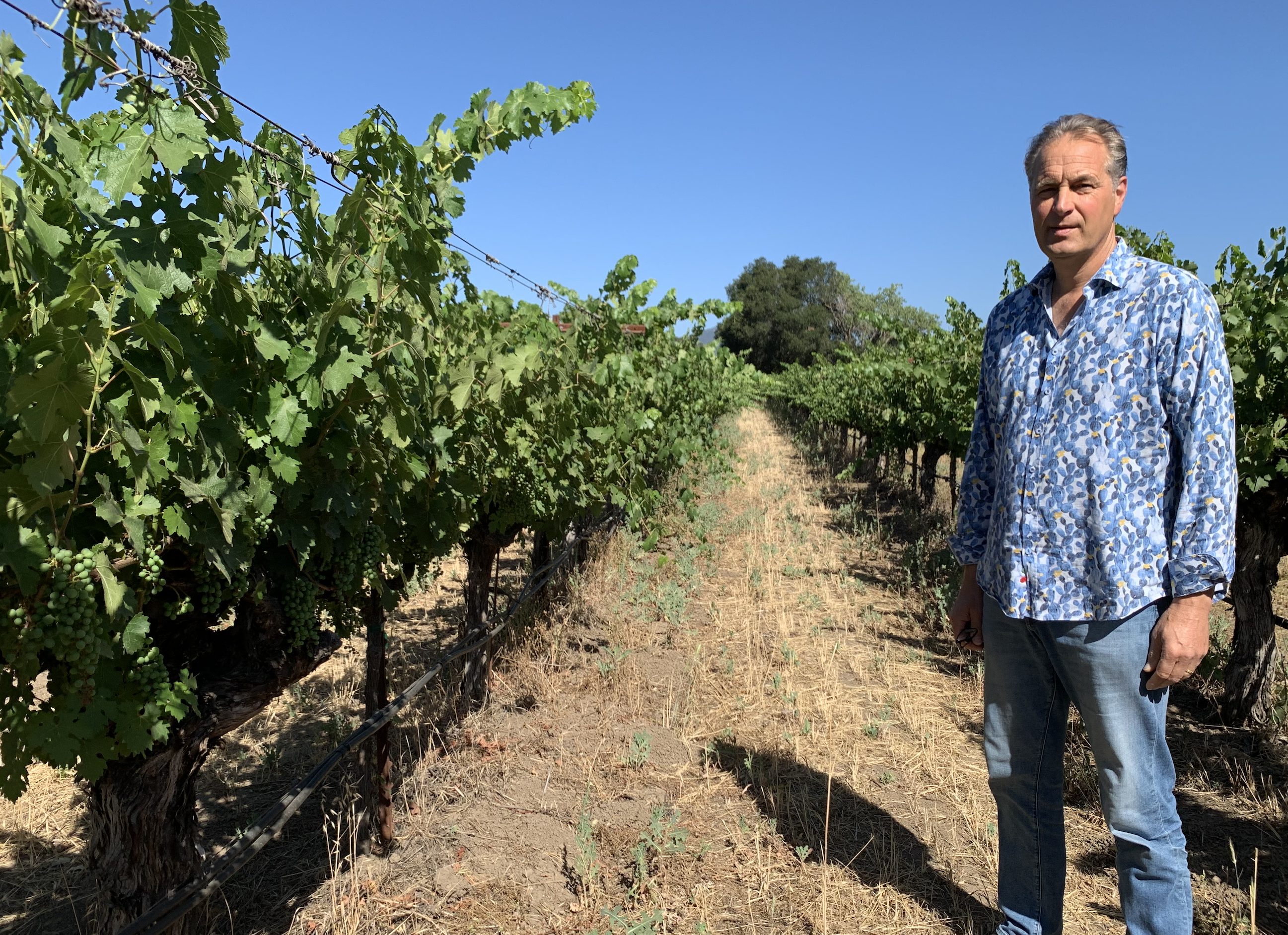 2022 Harvest Update With Ivo from Grgich Hills Estate