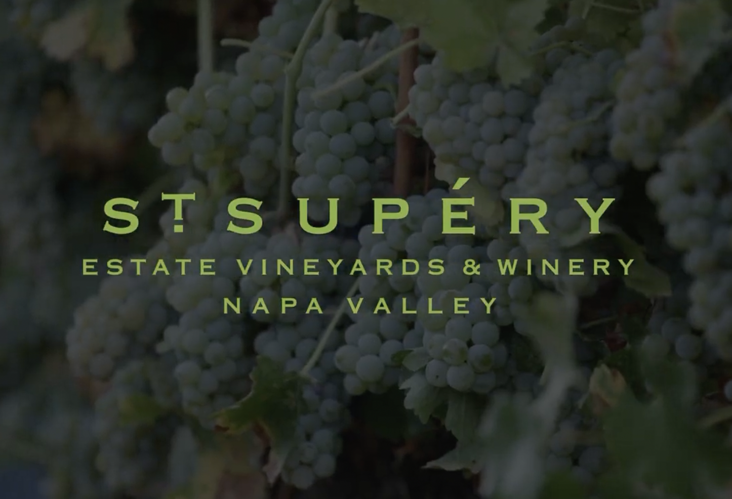 Michael Scholz, St. Supéry Winemaker, on the 2022 Sauvignon Blanc