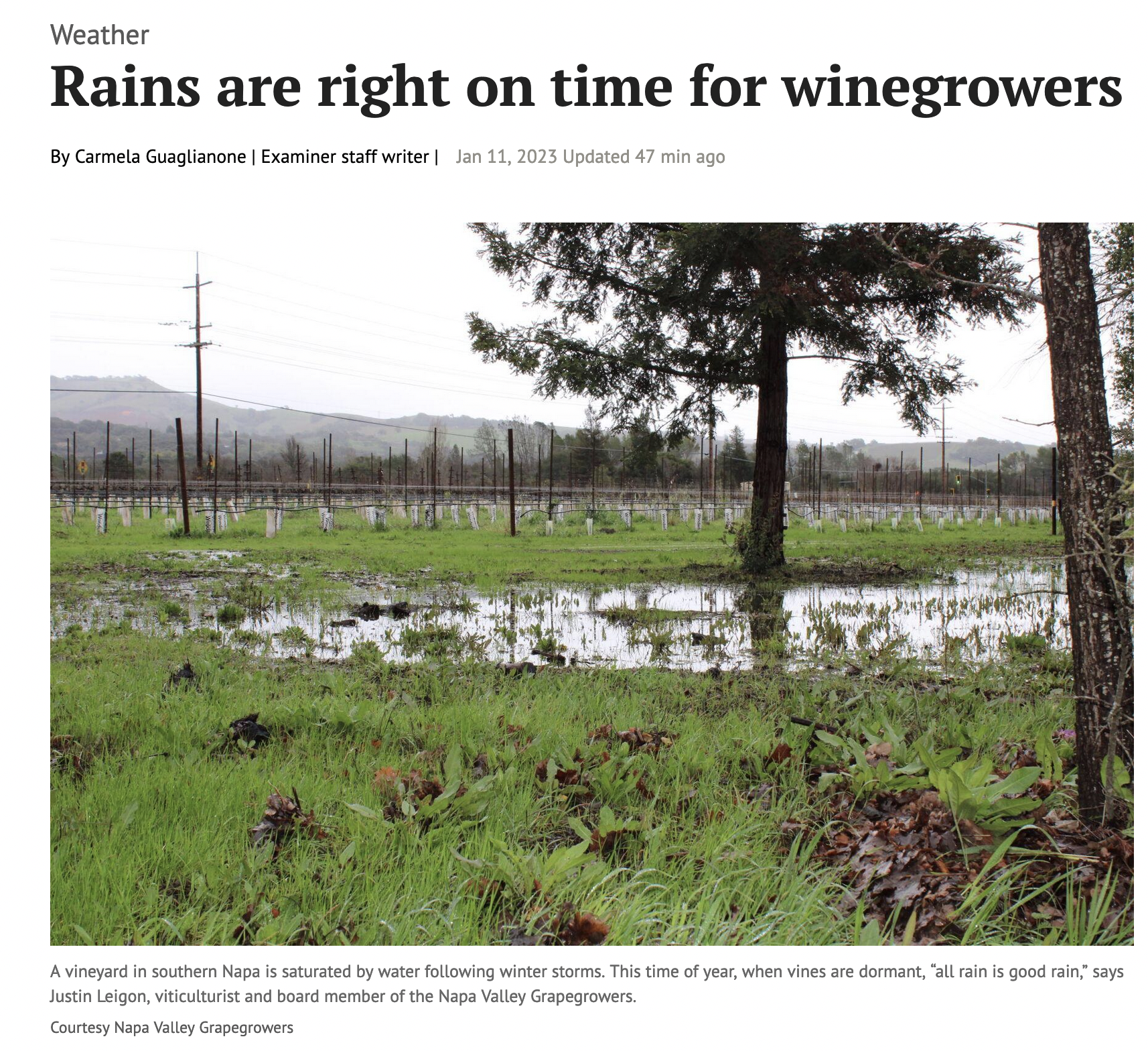 Is flooding bad for vineyards
