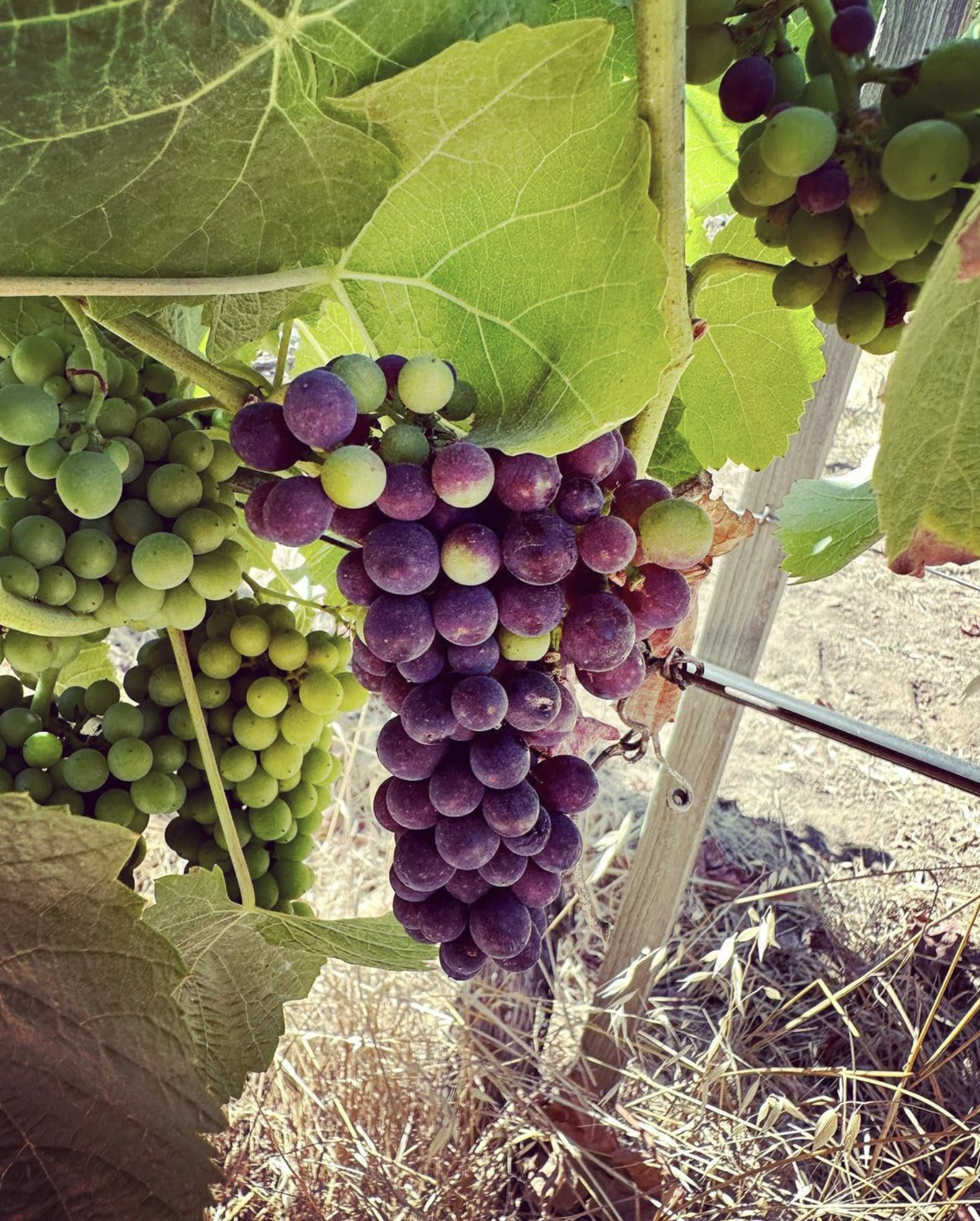 Veraison starting in Napa Valley