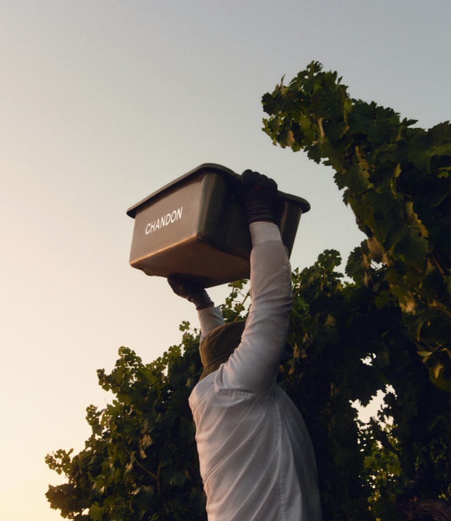 Napa Sparkling Wine Harvest Begins Three Weeks Late, Having Successfully Weathered A Wet Winter and Cool Summer