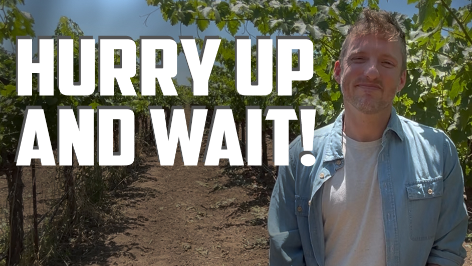 2024 Napa Vintage Update: Scott from Young Inglewood is waiting