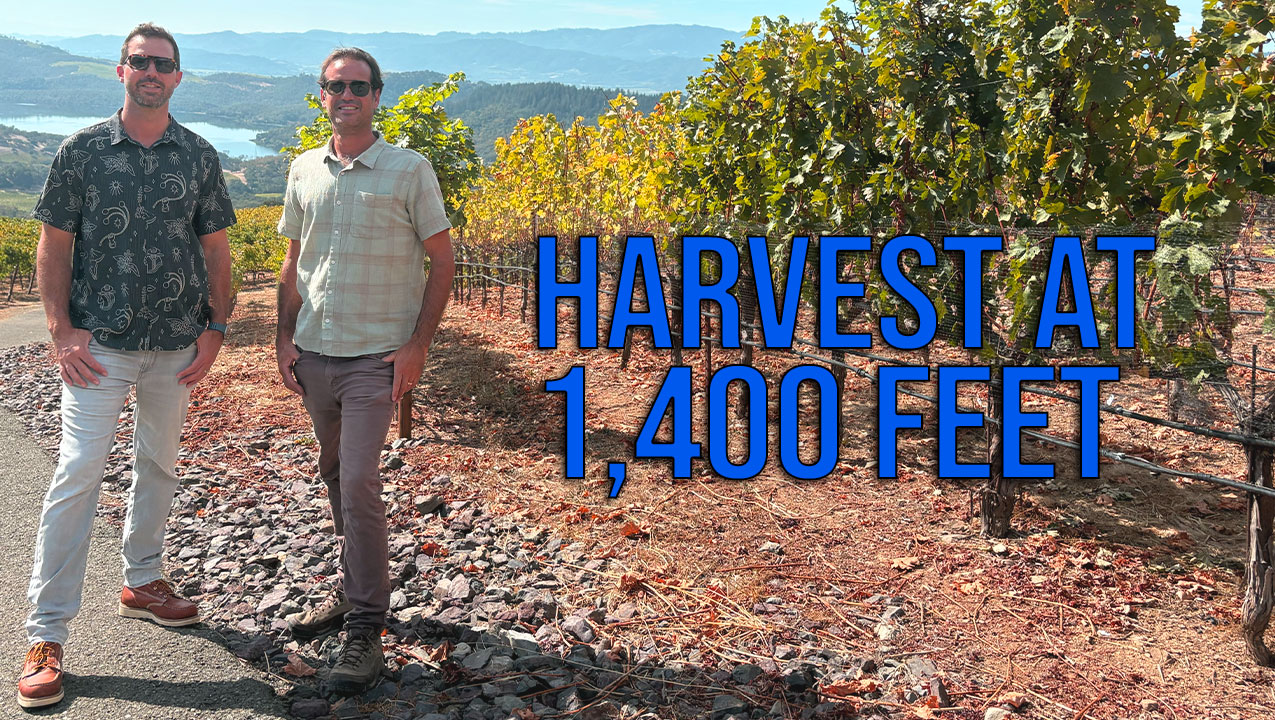 Harvest at 1,400 Feet with Amizetta