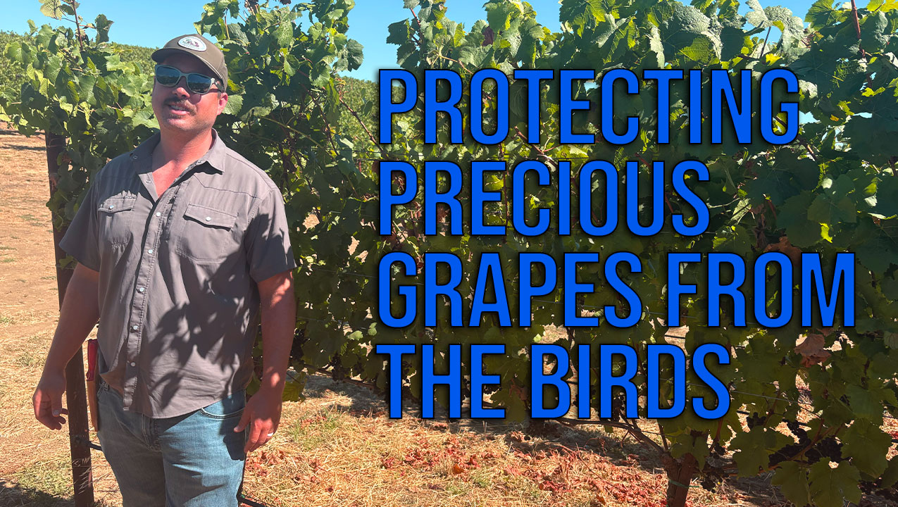 Chardonnay, Birds and the Road to Harvest 2026