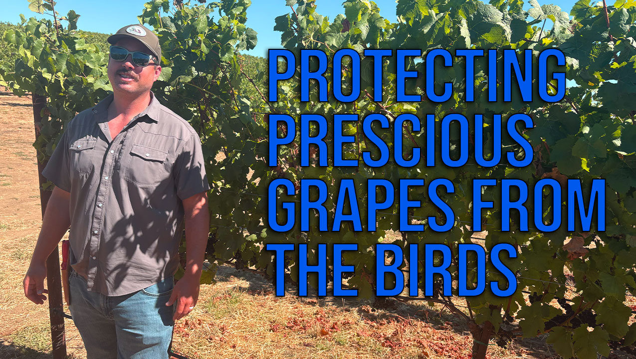 Chardonnay, Birds and the Road to Harvest 2026