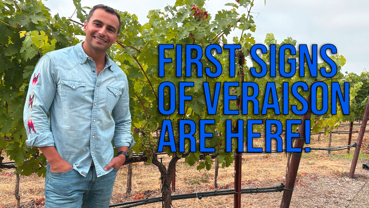 Here Comes Veraison!