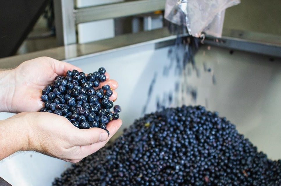 Cabernet Has Arrived Cabernet Has Arrived