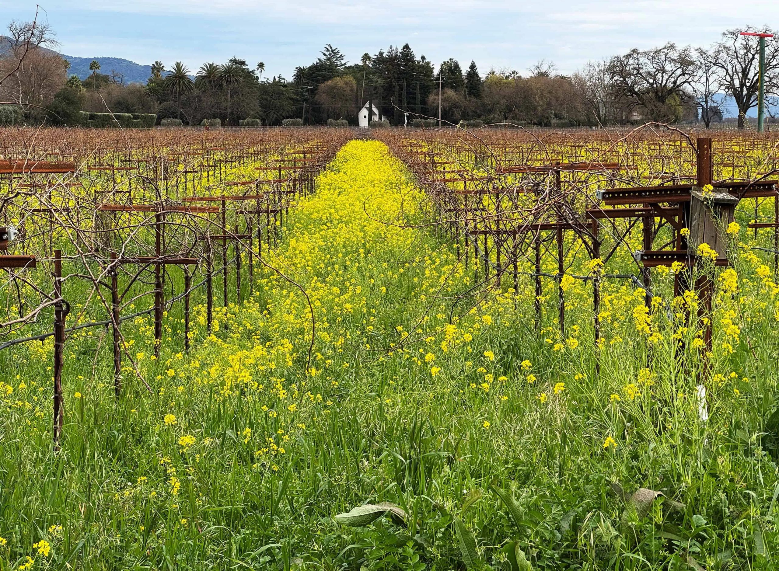 The 2024 Vintage in Napa Through The Lens of Premiere Napa Valley