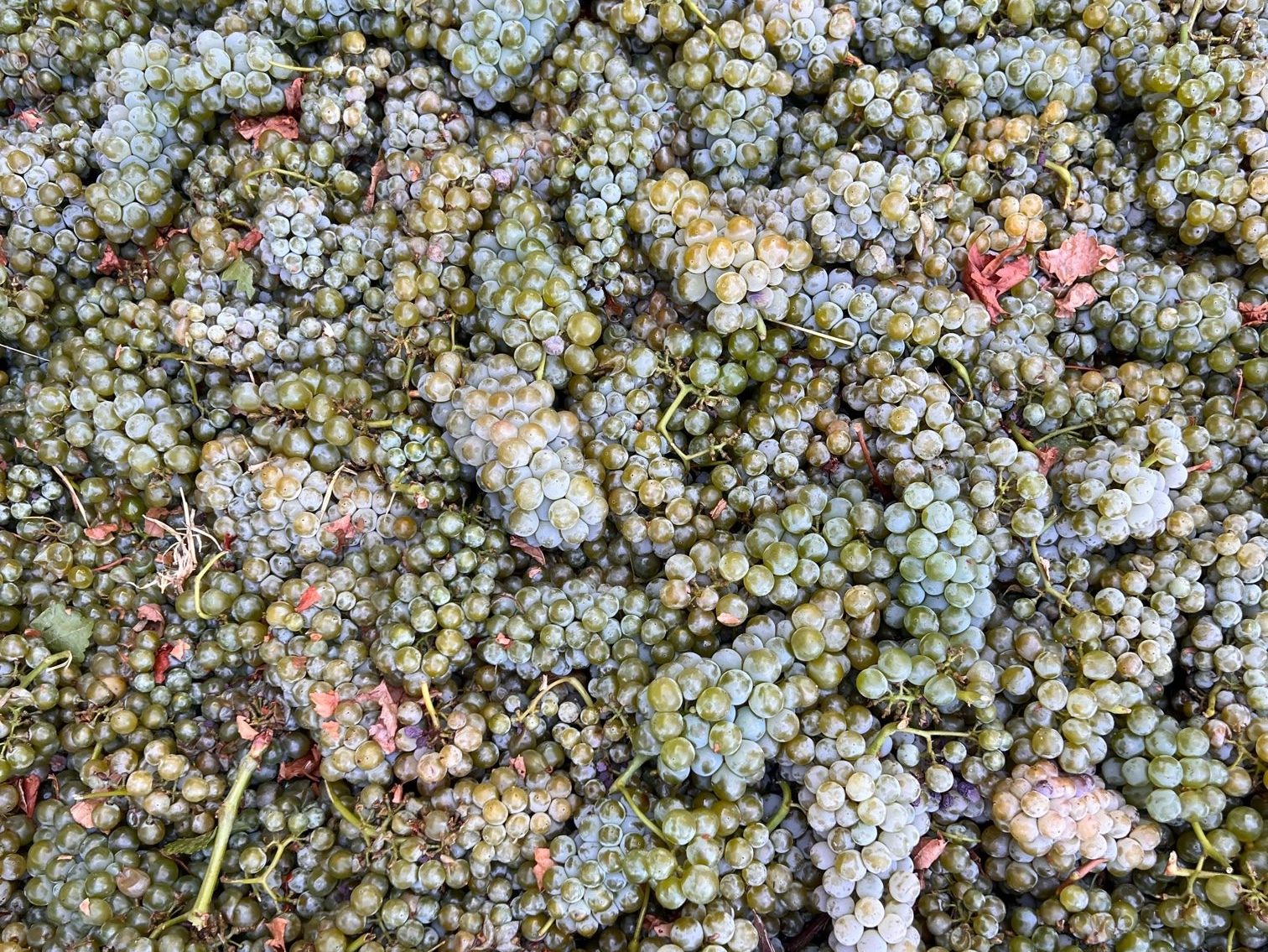 Harvest 2023 has officially kicked off in Napa Valley!
