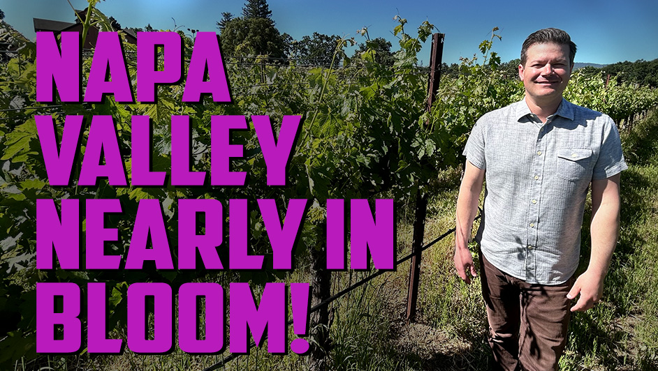 Checking in with Trefethen Family Vineyards in Napa Valley on the #2024vintage